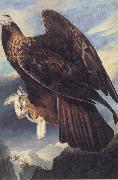 John James Audubon Golden Eagle oil